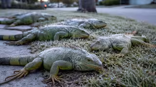 Frío histórico "congela" iguanas en Florida: ¿los Toloks de Yucatán podrían sufrir el mismo destino?