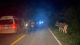 La presencia del ganado en las carreteras federales han sido un problema recurrente pero la autoridad no actúa al respecto