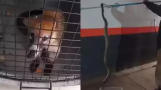 Las especies fueron rescatadas para ser liberadas lejos de la población de Kanasín