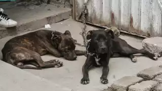 Señaló que todos los días se han acrecentado los casos de maltrato, que es triste y desesperante