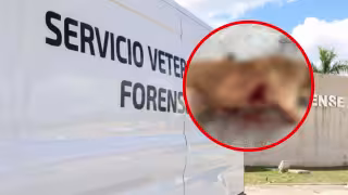 Matan a balazos a perro en San Felipe; investigan brutal agresión en Yucatán