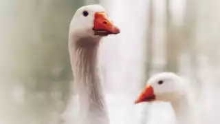 Hungría sacrifica 7 mil 400 gansos por foco de gripe aviar