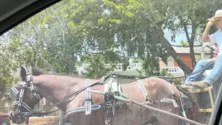 Pese a esto, el Ayuntamiento de Mérida sigue permitiendo el uso de caballos