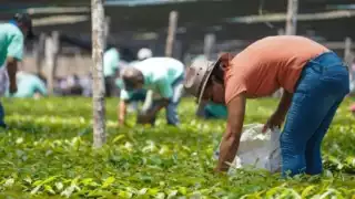 Ejidatarios señalan que funcionarios pretenden que se les dé poder amplio mediante asamblea general, por lo que no podrían disponer de lo que están cultivando