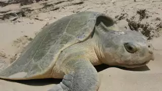 Erosión amenaza la anidación de tortugas marinas en la Reserva de la Biosfera Ría Lagartos