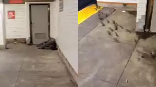 Eran cerca de 20 ratas las que dormían junto al hombre