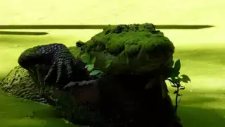 Captan impresionante camuflaje de cocodrilo en la Reserva de Calakmul, Campeche