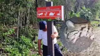 El felino tendría entre uno y dos años de edad al morir