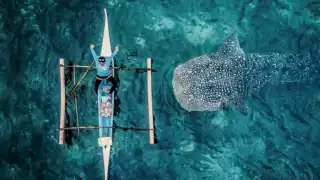 Las rutas comerciales internacionales se cruzan con la zona de agregación, lo que pone a los animales en riesgo de ser colisionados por grandes buques