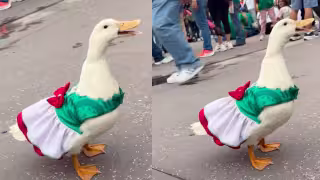 Surge "Juanita", una patita con todo el espíritu mundialista: VIDEO