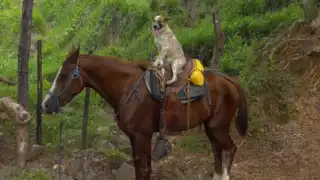 'Capuchino' también tiene talento para montar motocicleta