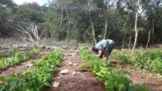 El maíz es el principal producto que busca cultivarse en Campeche