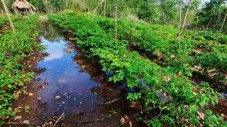 Del alivio a la tragedia: lluvias históricas devastan cultivos en municipios de Yucatán