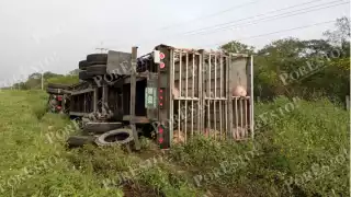 Varios cerdos murieron mientras que otros quedaron atorados en el tráiler