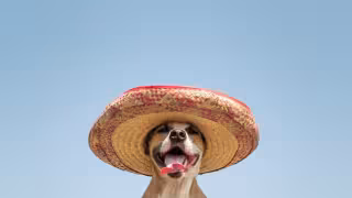 ¿Cómo proteger a tu perro de los cohetes? El método Tellington TTouch puede ayudar, conoce qué es