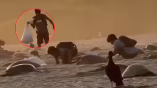 ¡Indignante! Captan saqueo de nidos de tortugas en uno de los principales santuarios de México; ¿qué dice la Profepa?