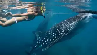 Semarnat restringe nado con tiburón ballena en Isla Mujeres