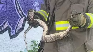 Elementos del H. Cuerpo de Bomberos capturaron al reptil y lo liberaron en su hábitat.