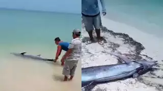 Pese a intentar auxiliar al pez vela, murió minutos después
