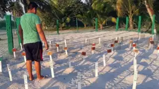 La temporada de anidación 2023 iniciará el 1 de abril