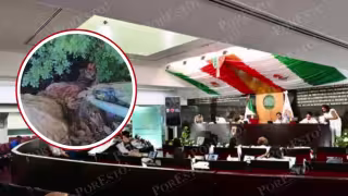 ¿Venta de carne canina?: Congreso alerta sobre riesgos sanitarios