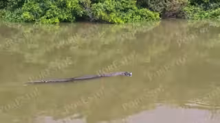 Impactante video: cocodrilo aparece con gato doméstico en La Caleta de Ciudad del Carmen