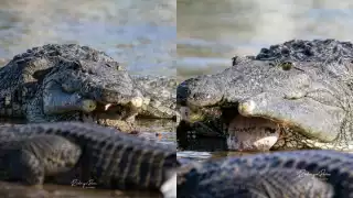"Cada especie encuentra la manera de adaptarse": avistan en Sisal a un cocodrilo sin mandíbula inferior