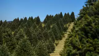 Árboles de Navidad en CDMX: dónde comprarlos directo del productor y apoyar al medio ambiente