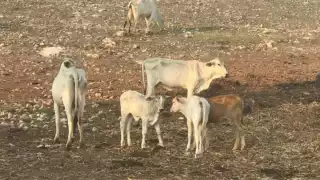 Autoridades también sembrarán 40 hectáreas de sorgo para los animales
