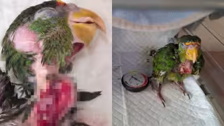 Compran loro ilegalmente en Yucatán y casi lo matan al alimentarlo con atole hirviendo