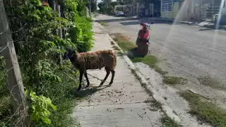 El dueño hace caso omiso a las peticiones de encerrar al borrego