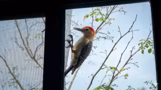 ¿Vandalismo? Carpintero cheje rompe mosquitero en vivienda de Yucatán; lo captan en video
