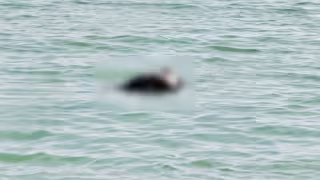 Hallan el cadáver de un hombre flotando en el mar en Telchac Puerto