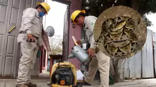 Las plagas que más se controlan en Mérida son de roedores e insectos