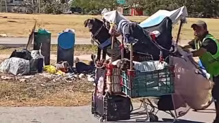 Rescatan en Mérida a cuatro perros amarrados a un carrito de supermercado