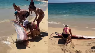 Video: Captan a dos peces remo en Cabo San Lucas, los enigmáticos "peces del fin del mundo"