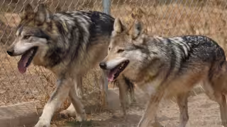 Nuevo hábitat para el lobo mexicano refuerza programa de conservación en la CDMX