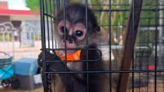 Profepa rescata a un mono araña en un tianguis de Mérida y asegura un jaguar en un predio particular