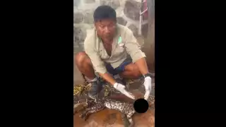 Atropellan a un tigrillo en la carretera de Mahahual, Quintana Roo: VIDEO