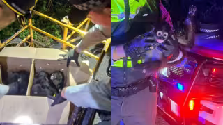 Rescate de 9 monos araña en Campeche frena su comercialización ilegal