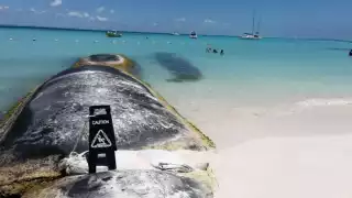 Isla Mujeres: Renovarán 300 metros de geotubos para preservar la arena en Playa Norte