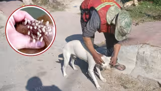 Alertan por mayor infestación de gusano barrenador; perros callejeros ponen en riesgo la salud pública