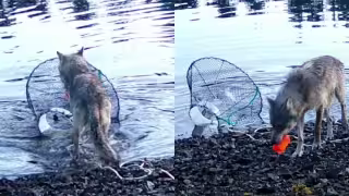 Video: Captan por primera vez a un lobo salvaje usando una trampa de cangrejos para alimentarse