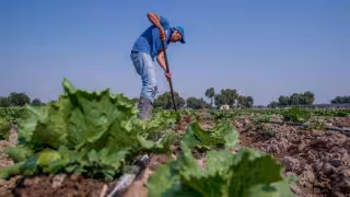 Cofepris descarta Cyclospora en lechugas de Taylor Farms tras inspección en Guanajuato