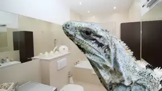 El tolok se encontraba dentro de un inodoro