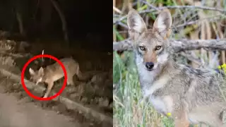 El coyote suele salir por la noche en Ciudad Caucel