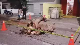 Los vecinos ya habían reportado al Ayuntamiento que el árbol estaba a punto de colapsar