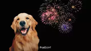 Asociación civil alerta a carmelitas por daños de la pirotecnia en animales y personas vulnerables