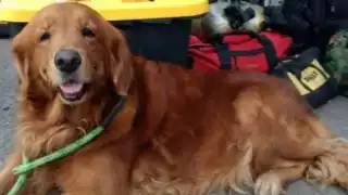 Alondra era un perrita Golden Retriever que fue rescatada de un hogar donde sufría maltratos por parte de su dueño en la Ciudad de San Luis Potosí. Foto: Especial