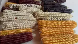 Karla Avilés dijo que pese a ello, siguen cultivándolo